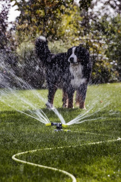 Bernischer Hund spielt im Sprinkler beim Bewässern im Garten mit Kreisregner Trio